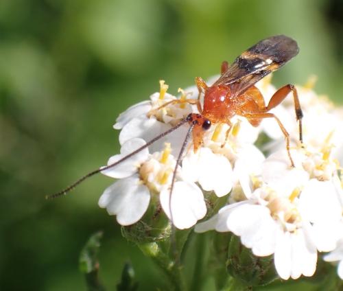 Réf. 319 278 : Cremnops desertor